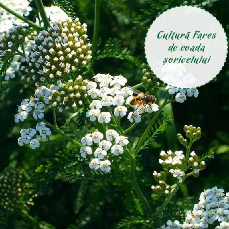 Ceai Coada Soricelului, Fares - Delumani - Magazin Online Romanesc 